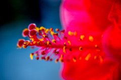 160903_Flor-4c