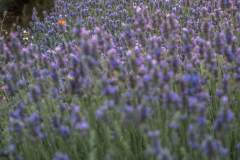 170613_FlorLavanda-15-Editar-1